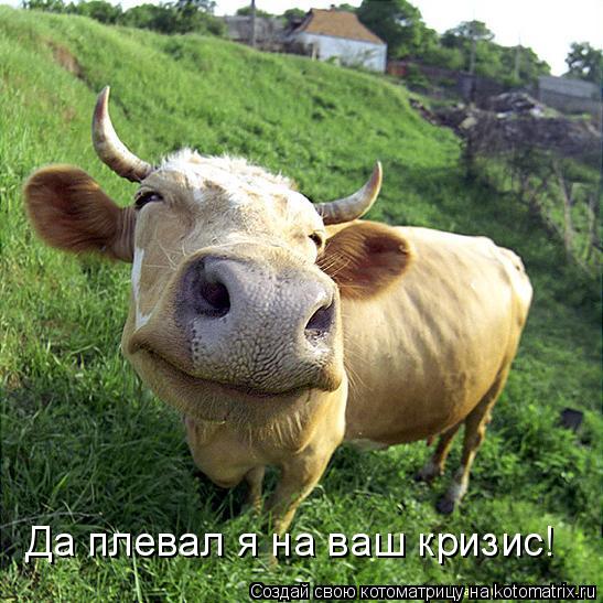 Да плевал я на ваш кризис!... Котоматрица: Да плевал я на ваш кризис!
