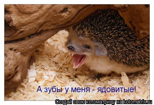 А зубы у меня - ядовитые!... Котоматрица: А зубы у меня - ядовитые!