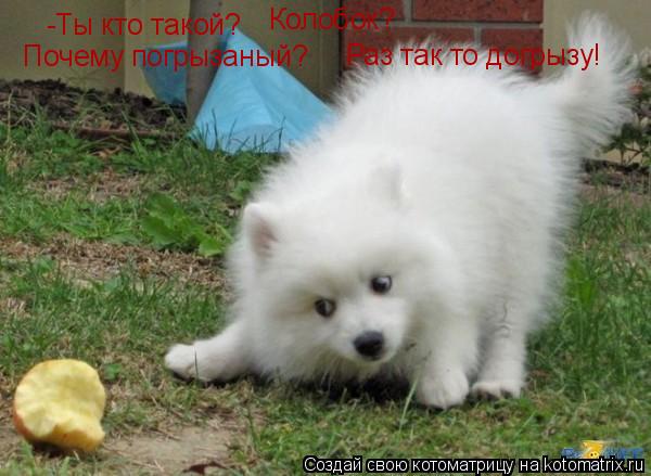 Котоматрица: -Ты кто такой? Колобок? Почему погрызаный? Раз так то догрызу!