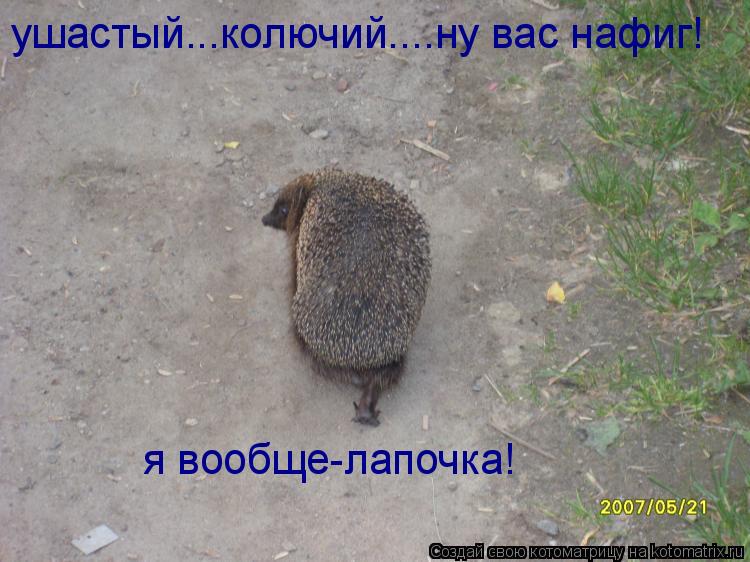 Котоматрица: ушастый...колючий....ну вас нафиг! я вообще-лапочка!