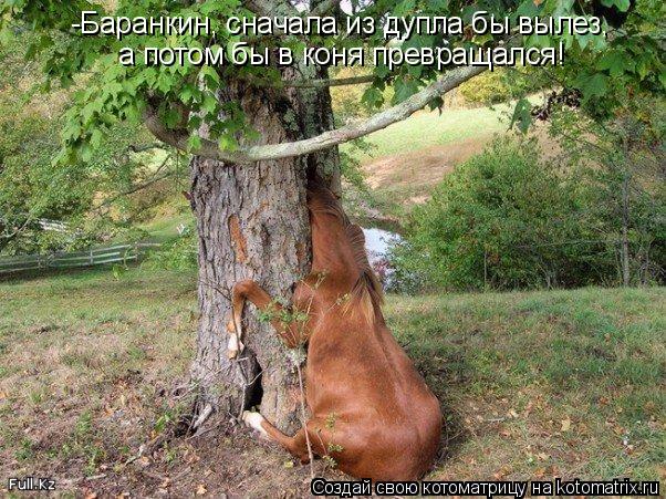 -Баранкин, сначала из дупла бы вылез, а потом бы в коня превращался!... Котоматрица: -Баранкин, сначала из дупла бы вылез, а потом бы в коня превращался!