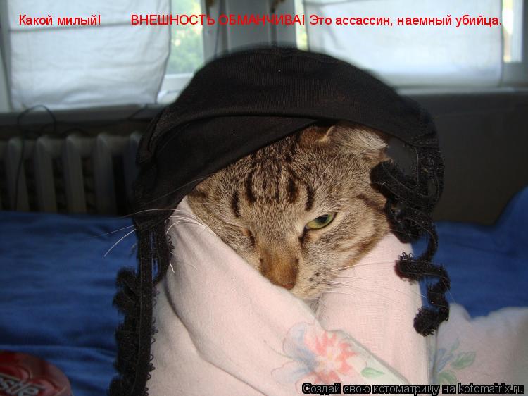 Котоматрица: Какой милый!        ВНЕШНОСТЬ ОБМАНЧИВА! Это ассассин, наемный убийца.