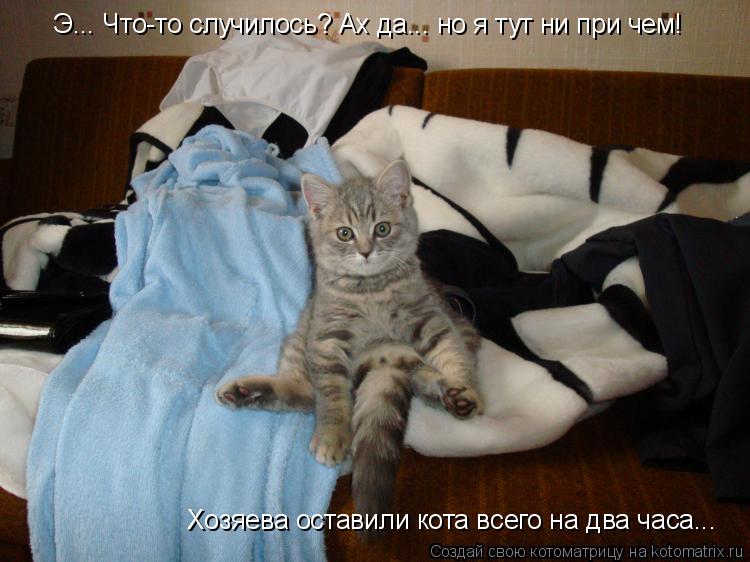 Котоматрица: Э... Что-то случилось? Ах да... но я тут ни при чем! Хозяева оставили кота всего на два часа...