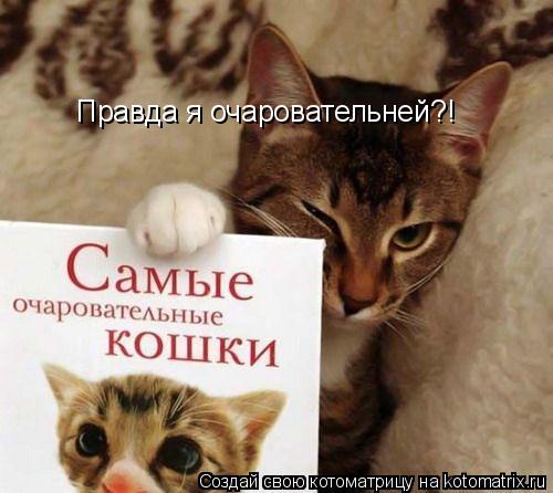 Котоматрица: Правда я очаровательней?!
