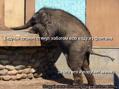 Котоматрица: Бедный слоник стянул хоботом всю воду из фонтана За что его и поругает мама