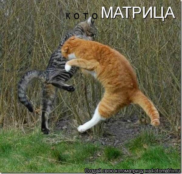 Котоматрица: МАТРИЦА  к о т о