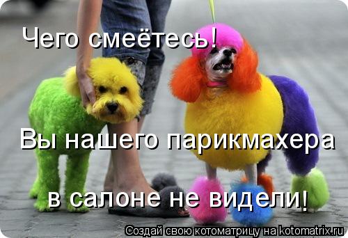 Чего смеётесь! Вы нашего парикмахера в салоне не видели !... Котоматрица: Чего смеётесь! Вы нашего парикмахера в салоне не видели !