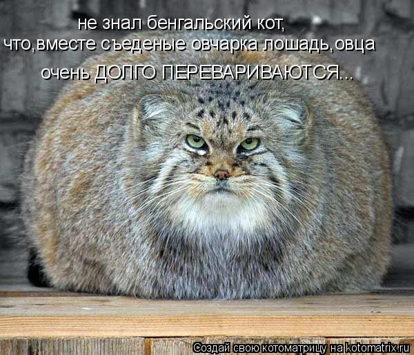 не знал бенгальский кот, что,вместе съеденые овчарка лошадь,овца очень ДОЛГО ПЕРЕВАРИВАЮТСЯ...... Котоматрица: не знал бенгальский кот, что,вместе съеденые овчарка лошадь,овца очень ДОЛГО ПЕРЕВАРИВАЮТСЯ...