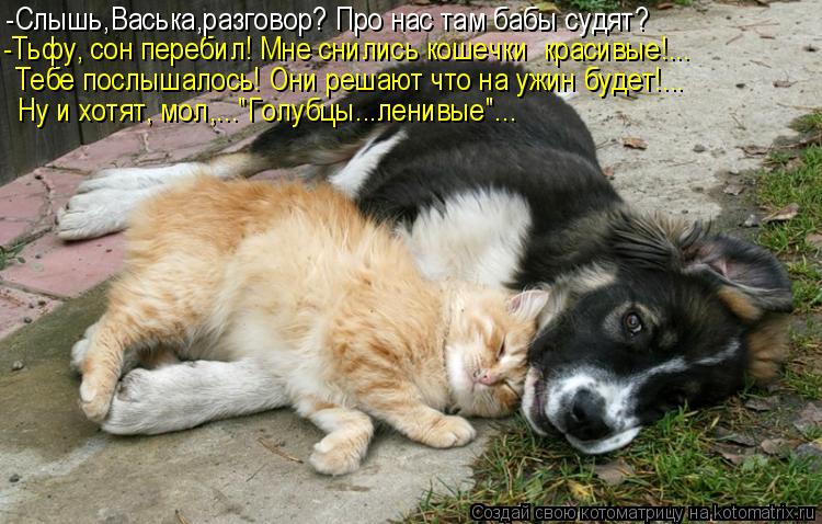 Ну и хотят, мол,..."Голубцы...ленивые"... Тебе послышалось! Они решают что на ужин будет!... -Тьфу, с... Котоматрица: Ну и хотят, мол,..."Голубцы...ленивые"... Тебе послышалось! Они решают что на ужин будет!... -Тьфу, сон перебил! Мне снились кошечки красивые!... -Сл