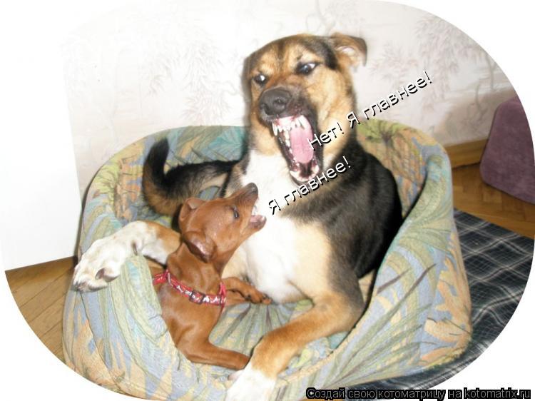 Нет! Я главнее! Я главнее!... Котоматрица: Нет! Я главнее! Я главнее!