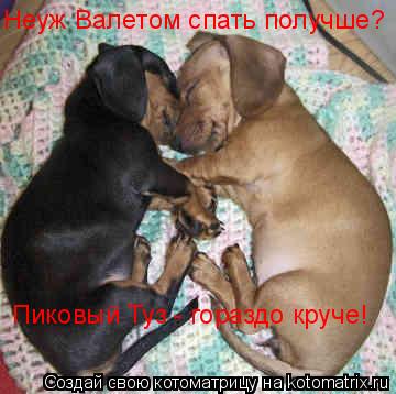 Неуж Валетом спать получше? Пиковый Туз - гораздо круче!... Котоматрица: Неуж Валетом спать получше? Пиковый Туз - гораздо круче!