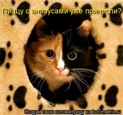 Котоматрица: Пиццу с анчоусами уже принесли?