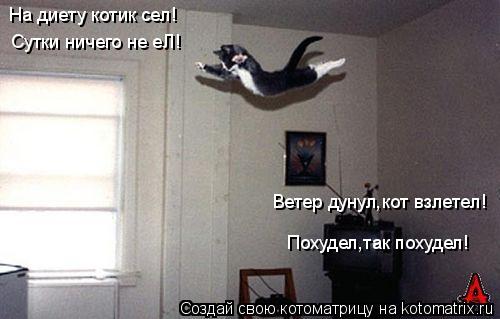Котоматрица: На диету котик сел! Сутки ничего не еЛ! Ветер дунул,кот взлетел! Похудел,так похудел!