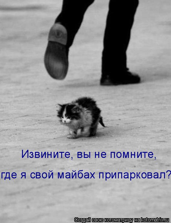 Котоматрица: где я свой майбах припарковал? Извините, вы не помните,
