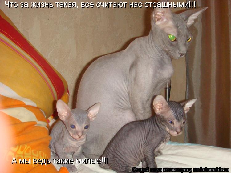 Котоматрица: Что за жизнь такая, все считают нас страшными!!! А мы ведь такие милые!!!