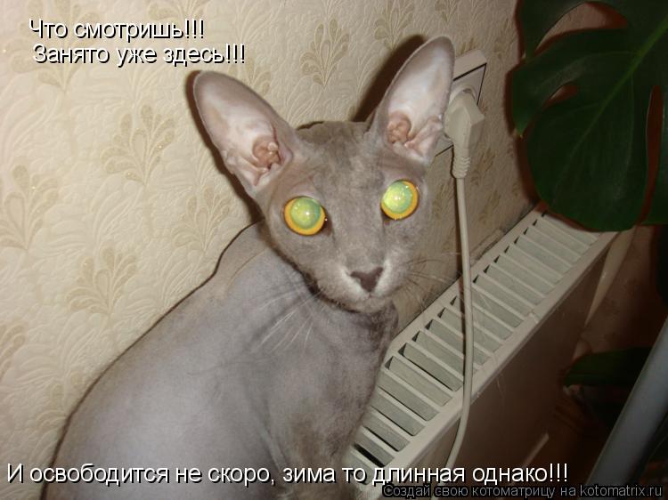 Что смотришь!!! Занято уже здесь!!! И освободится не скоро, зима то длинная однако!!!... Котоматрица: Что смотришь!!! Занято уже здесь!!! И освободится не скоро, зима то длинная однако!!!