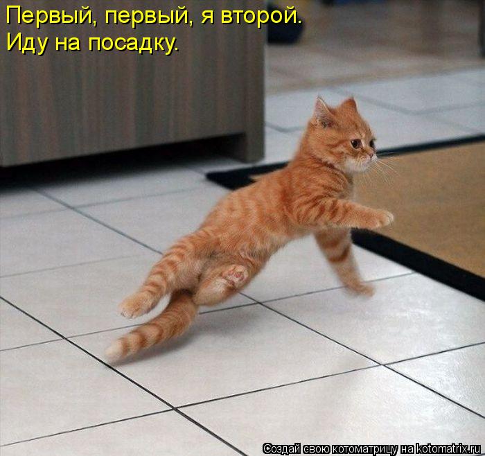 Первый, первый, я второй. Иду на посадку.... Котоматрица: Первый, первый, я второй. Иду на посадку.