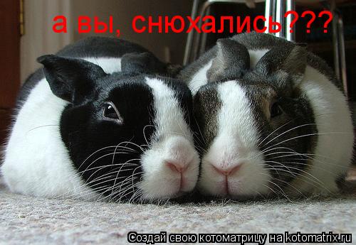 а вы, снюхались???... Котоматрица: а вы, снюхались???