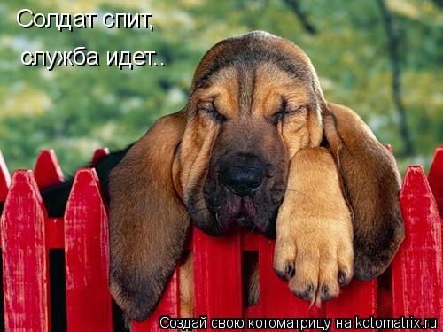 Солдат спит, служба идет..... Котоматрица: Солдат спит, служба идет..