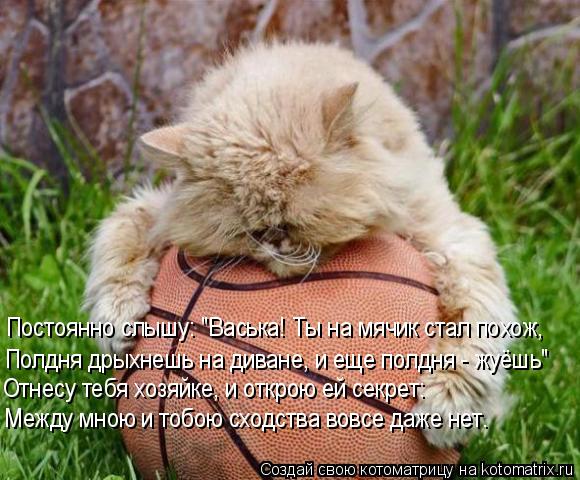 Котоматрица: Постоянно слышу: "Васька! Ты на мячик стал похож, Полдня дрыхнешь на диване, и еще полдня - жуёшь" Отнесу тебя хозяйке, и открою ей секрет: Межд