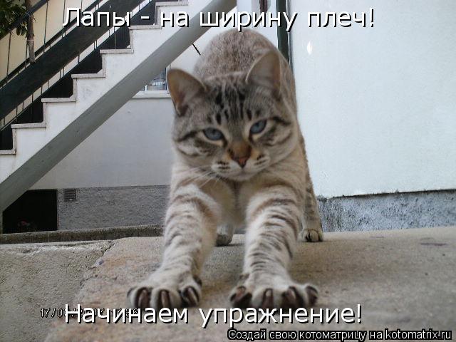 Лапы - на ширину плеч! Начинаем упражнение!... Котоматрица: Лапы - на ширину плеч! Начинаем упражнение!