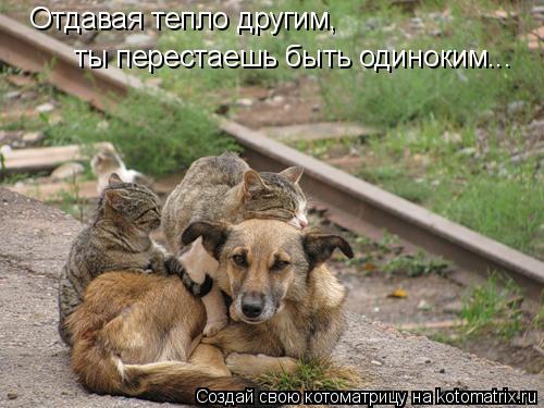 Отдавая тепло другим, ты перестаешь быть одиноким...... Котоматрица: Отдавая тепло другим, ты перестаешь быть одиноким...