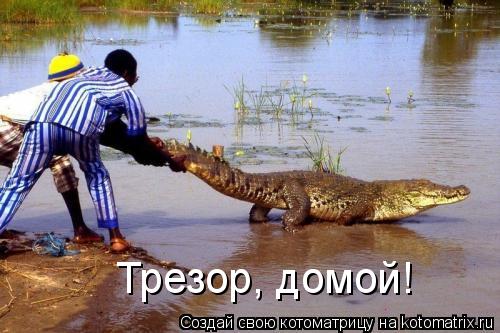 Трезор, домой!... Котоматрица: Трезор, домой!