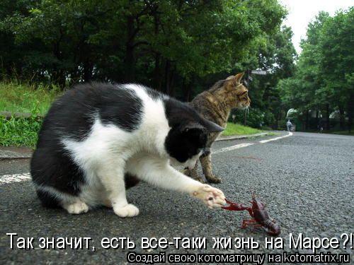 Так значит, есть все-таки жизнь на Марсе?!... Котоматрица: Так значит, есть все-таки жизнь на Марсе?!