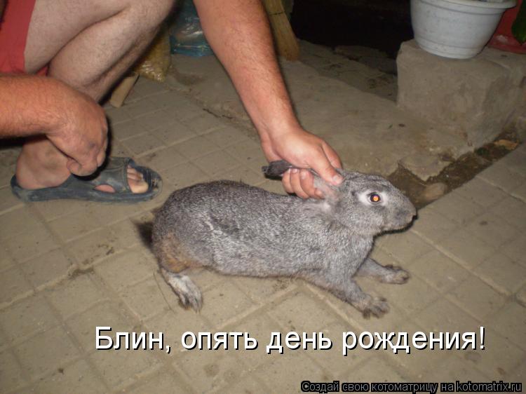Блин, опять день рождения!... Котоматрица: Блин, опять день рождения!