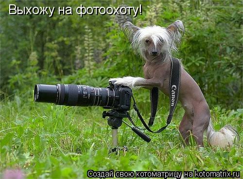Выхожу на фотоохоту!... Котоматрица: Выхожу на фотоохоту!