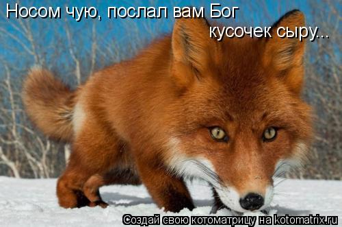 Носом чую, послал вам Бог кусочек сыру...... Котоматрица: Носом чую, послал вам Бог кусочек сыру...