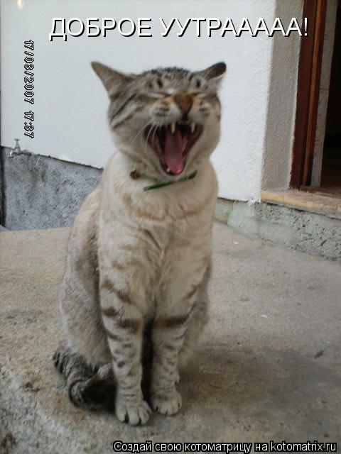 ДОБРОЕ УУТРААААА!... Котоматрица: ДОБРОЕ УУТРААААА!
