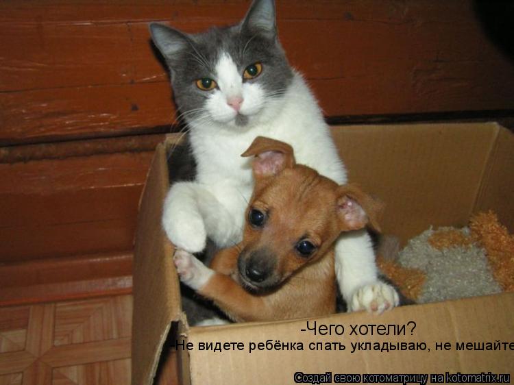 Котоматрица: -Чего хотели? -Не видете ребёнка спать укладываю, не мешайте!