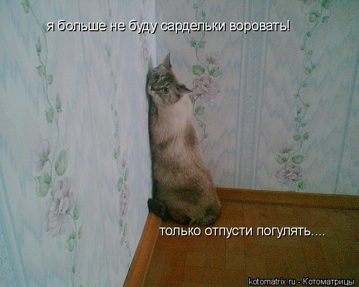 я больше не буду сардельки воровать! только отпусти погулять....... Котоматрица: я больше не буду сардельки воровать! только отпусти погулять....
