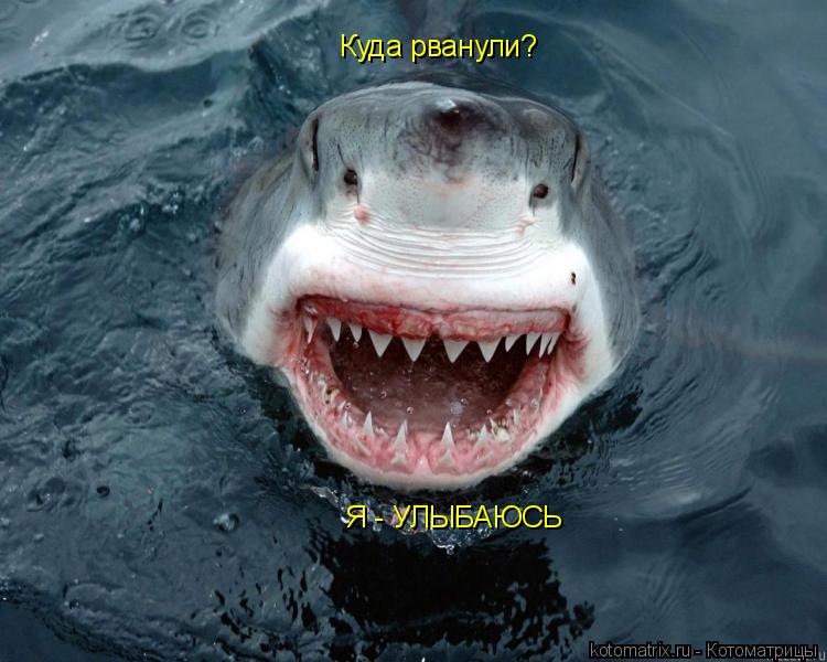 Котоматрица: Куда рванули?  Я - УЛЫБАЮСЬ