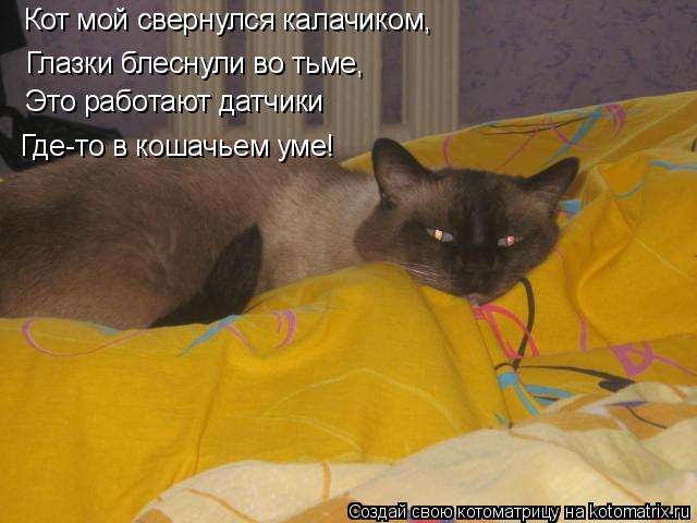 Кот мой свернулся калачиком, Глазки блеснули во тьме, Это работают датчики Где-то в кошачьем уме!... Котоматрица: Кот мой свернулся калачиком, Глазки блеснули во тьме, Это работают датчики Где-то в кошачьем уме!