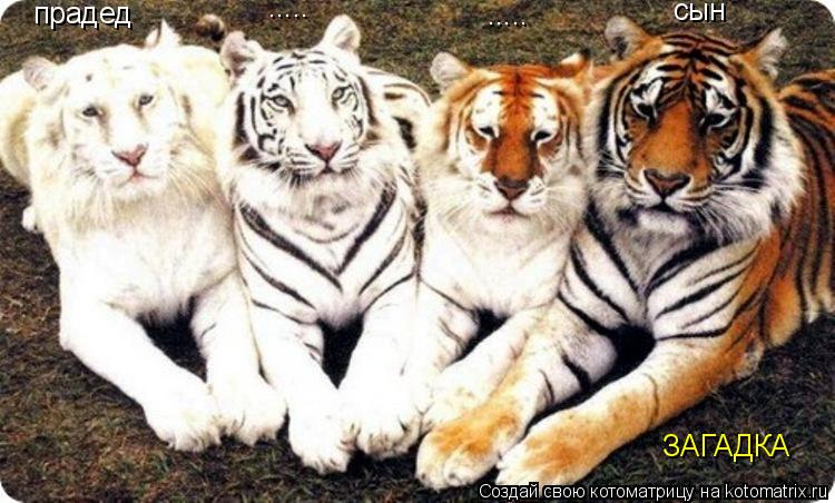 Котоматрица: прадед ..... ..... сын ЗАГАДКА