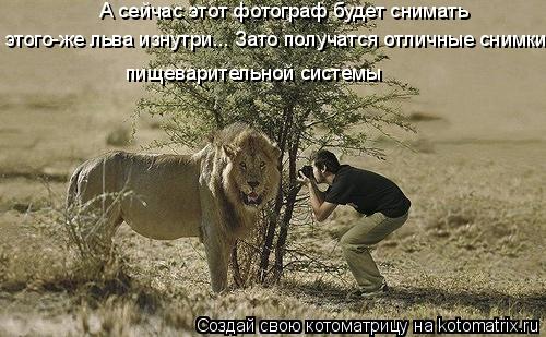 Котоматрица: А сейчас этот фотограф будет снимать этого-же льва изнутри... Зато получатся отличные снимки  пищеварительной системы