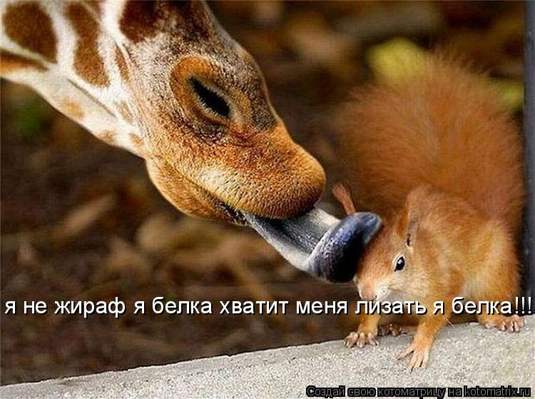 я не жираф я белка хватит меня лизать я белка!!!... Котоматрица: я не жираф я белка хватит меня лизать я белка!!!