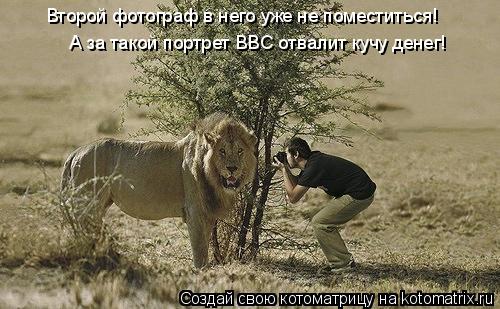 Второй фотограф в него уже не поместиться! Второй фотограф в него уже не поместиться! А за такой порт... Котоматрица: Второй фотограф в него уже не поместиться! Второй фотограф в него уже не поместиться! А за такой портрет BBC отвалит кучу денег!