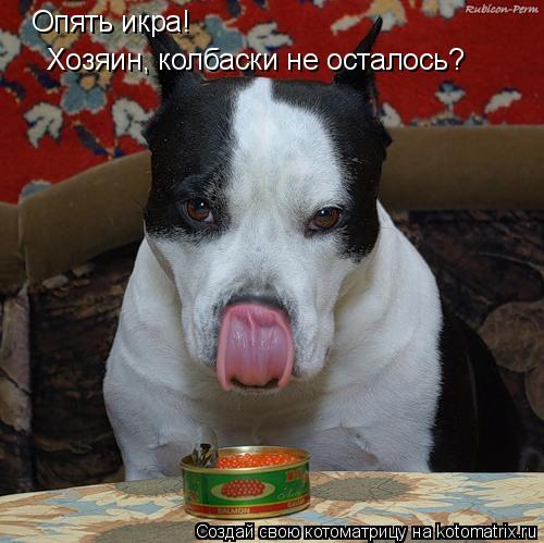 Опять икра! Хозяин, колбаски не осталось?... Котоматрица: Опять икра! Хозяин, колбаски не осталось?