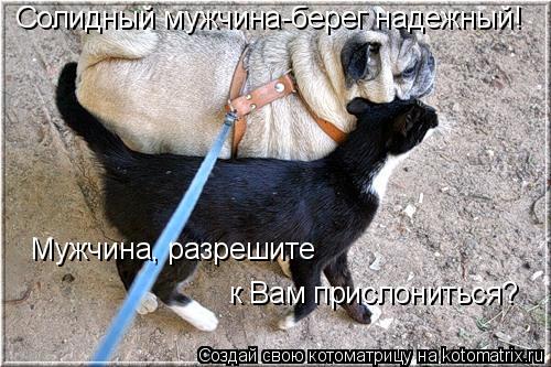 Солидный мужчина-берег надежный! Мужчина, разрешите к Вам прислониться?... Котоматрица: Солидный мужчина-берег надежный! Мужчина, разрешите к Вам прислониться?
