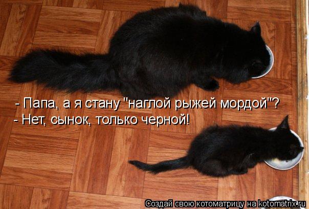 Котоматрица: - Папа, а я стану "наглой рыжей мордой"? - Нет, сынок, только черной!