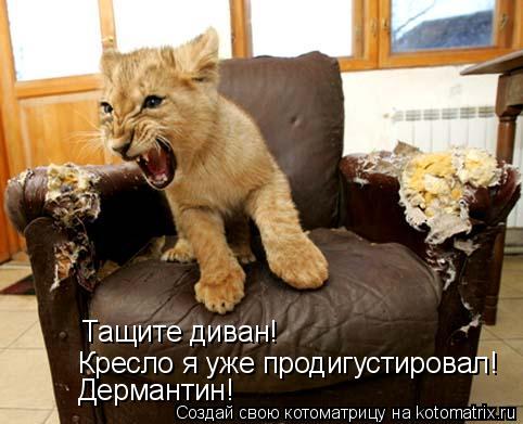 Котоматрица: Тащите диван! Кресло я уже продигустировал! Дермантин!