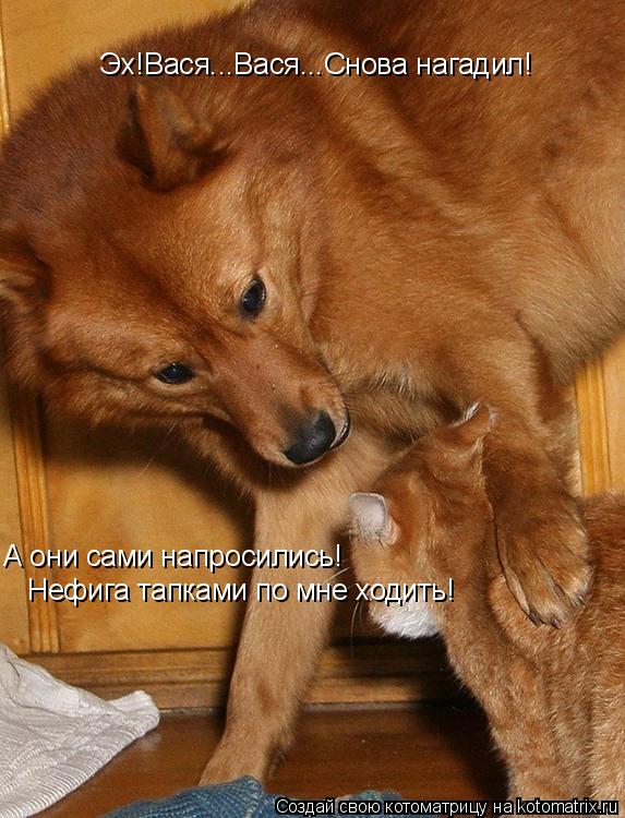 Котоматрица: Эх!Вася...Вася...Снова нагадил! А они сами напросились!Нефига тапками по мне ходить! А они сами напросились! Нефига тапками по мне ходить!