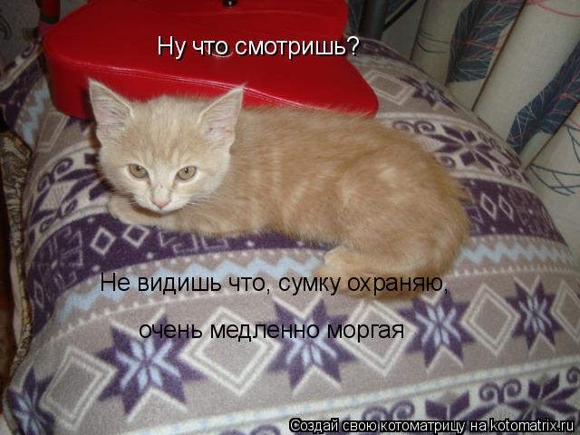 Котоматрица: Ну что смотришь? Не видишь что, сумку охраняю,  очень медленно моргая