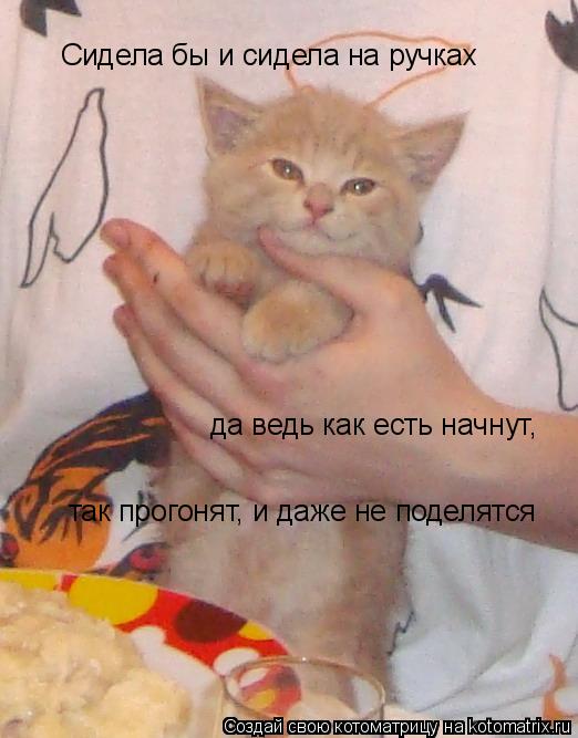 Котоматрица: Сидела бы и сидела на ручках да ведь как есть начнут, так прогонят, и даже не поделятся