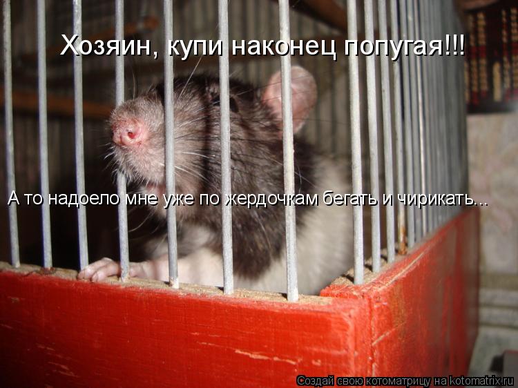 Котоматрица: Хозяин, купи наконец попугая!!! А то надоело мне уже по жердочкам бегать и чирикать...
