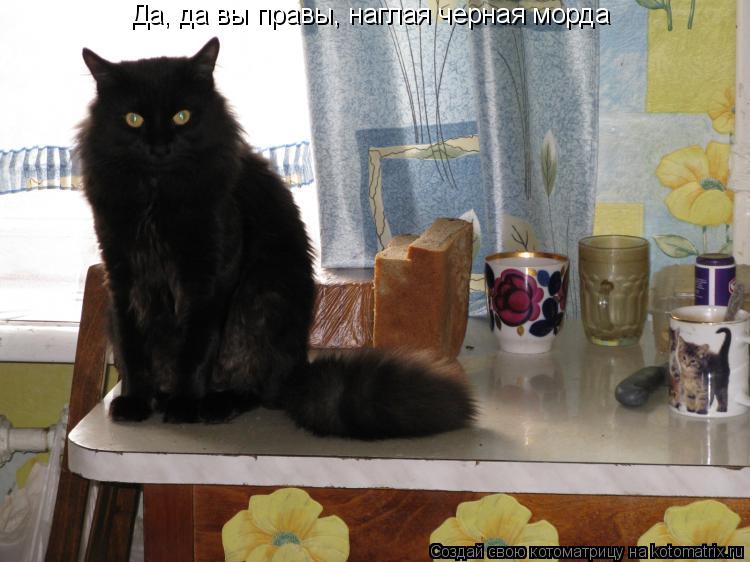 Котоматрица: Да, да вы правы, наглая черная морда