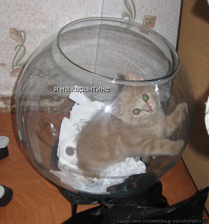 Котоматрица: я на карантине